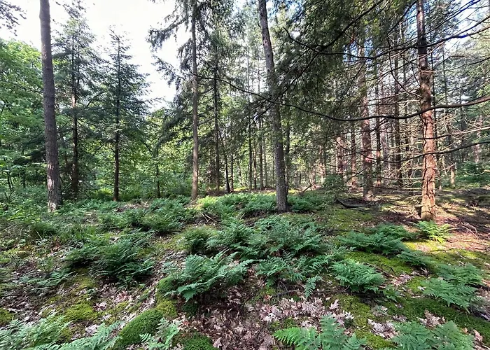 度假居 In With Hot Tub & Forest 泽尔赫姆